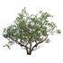 Arctostaphylos manzanita ¨C Common Manzanita 02 - Thumbnail 2