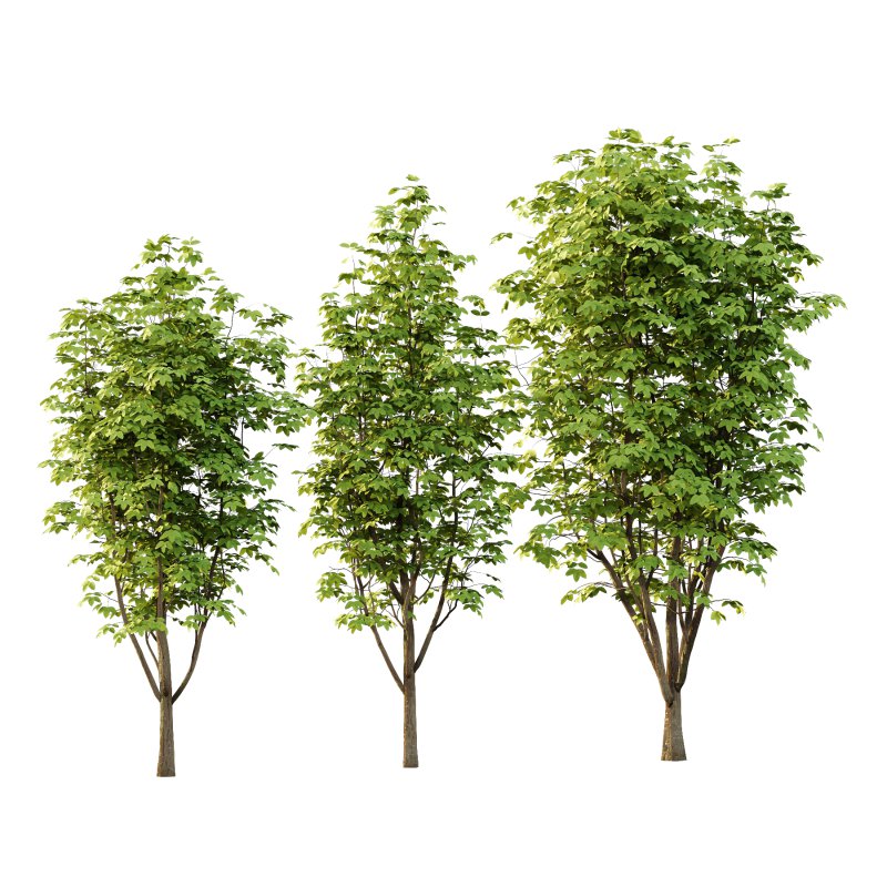 Fraxinus Rhynchophylla Tree 04 - Image 2