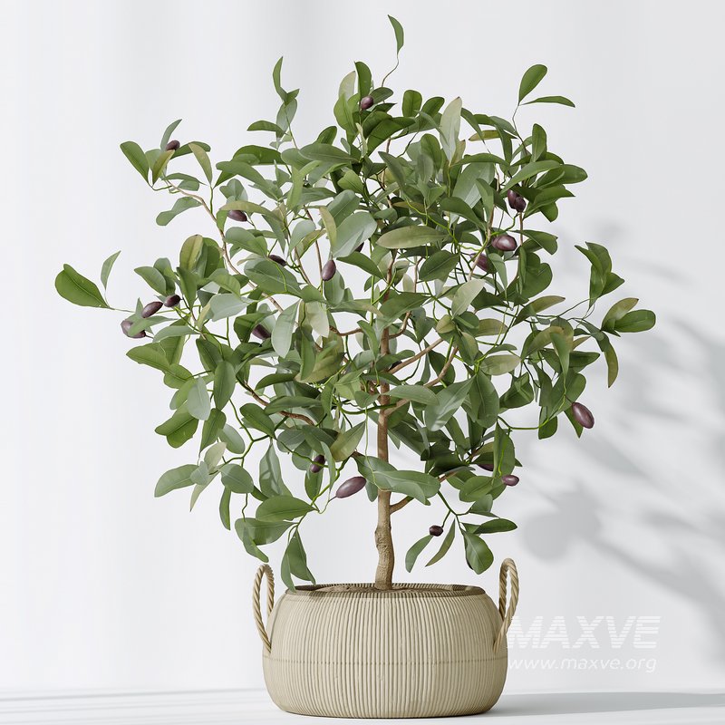 AV Indoor plants set 161 Arbequina Wilsonii Chemlali Olive and Ravenala Banana Strelitzia Nicolai and Briful Pachira Aquatica - Image 7