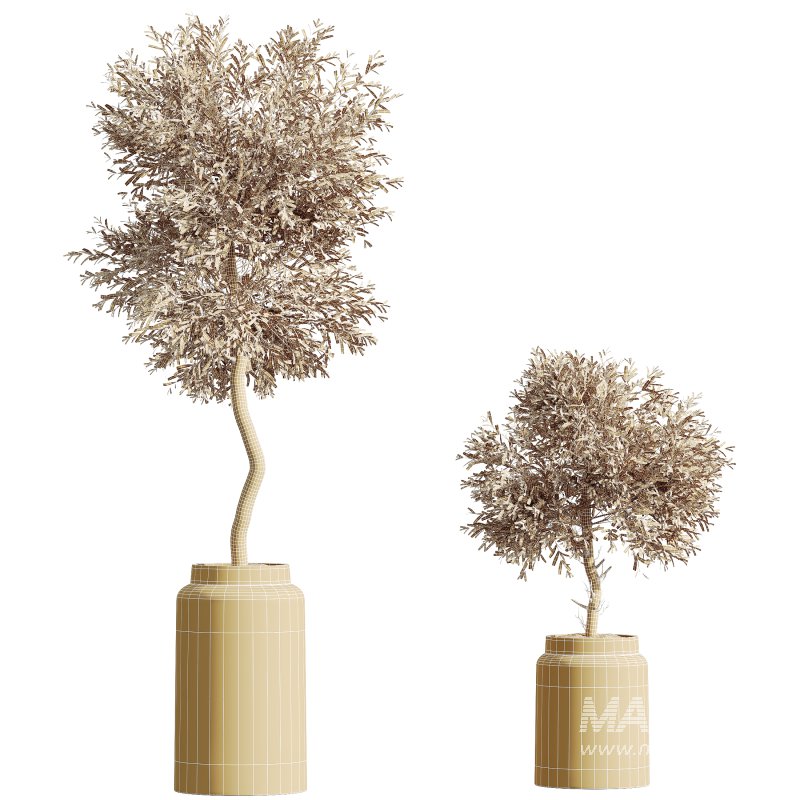 AV HousePlants Olive Elegant Mission Kalamata Leccino Arbequina Wilsonii Set02 - Image 3