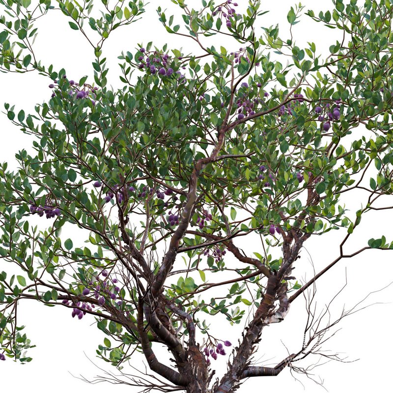 Arctostaphylos manzanita ¨C Common Manzanita 02 - Image 3