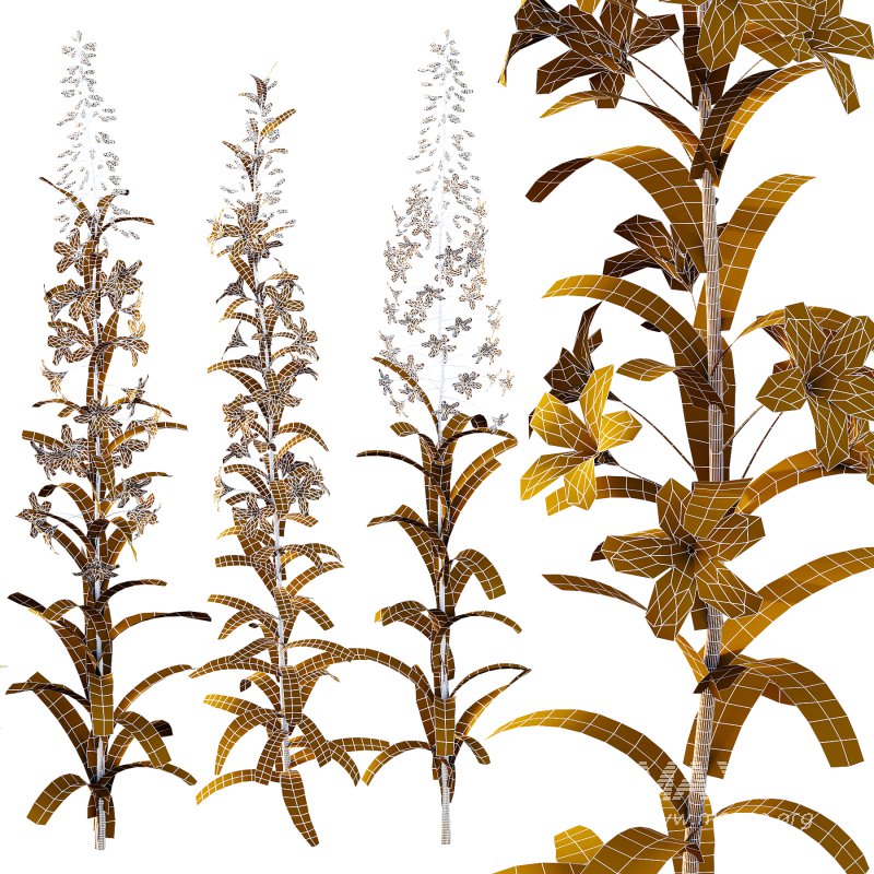 epilobium angustifolium Plant 01 - Image 2