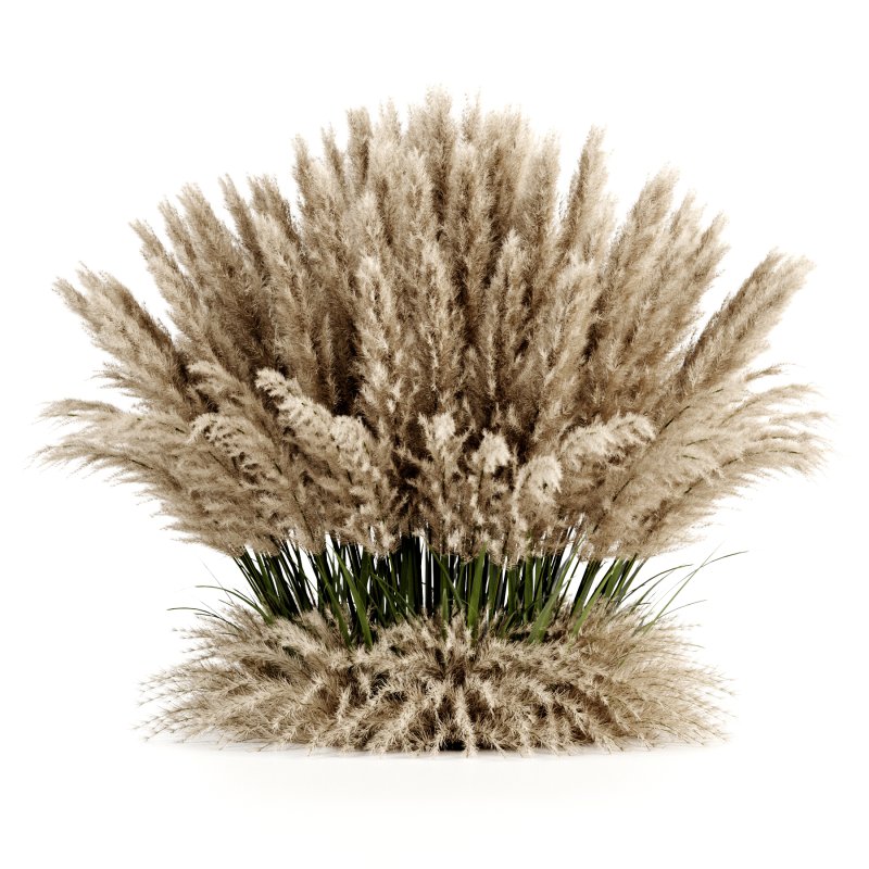 Bush-Pampas-set11 - Image 3