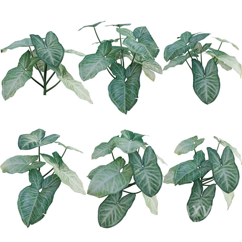 Aglaonema muntifolium - Image 1