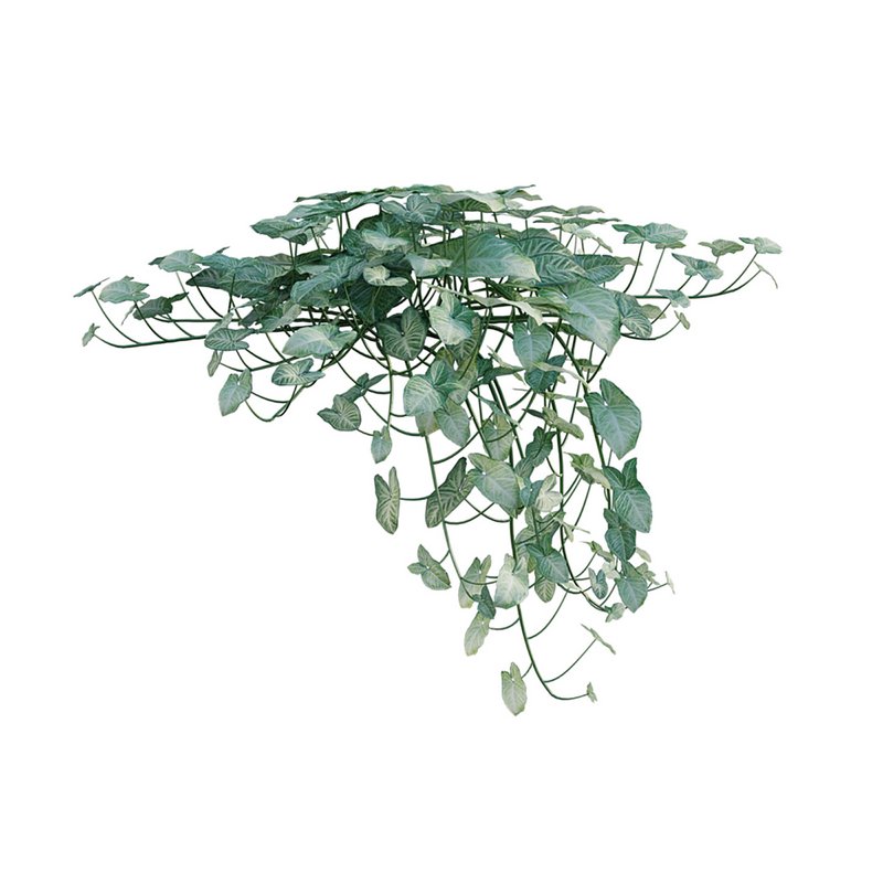 Aglaonema muntifolium 02 - Image 7