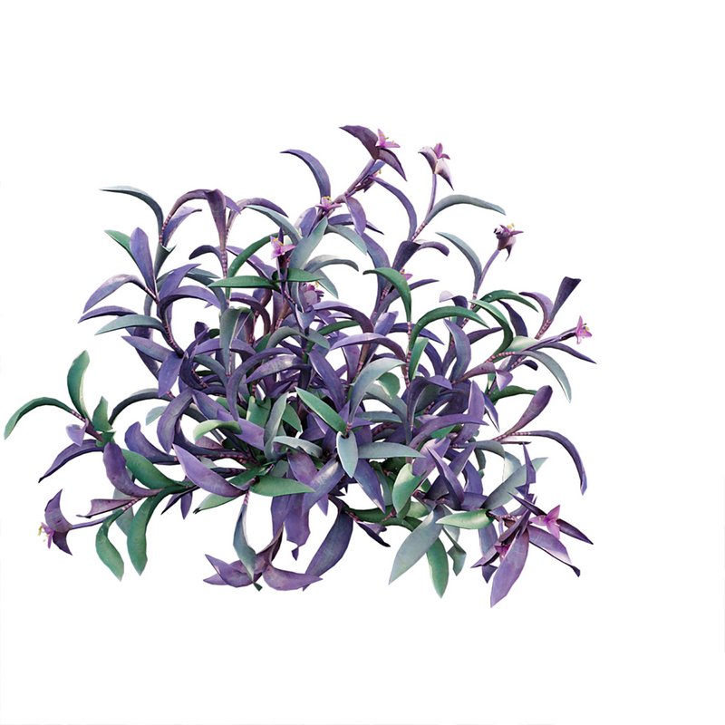 Tradescantia pallida ¨C Purple Heart - Image 4