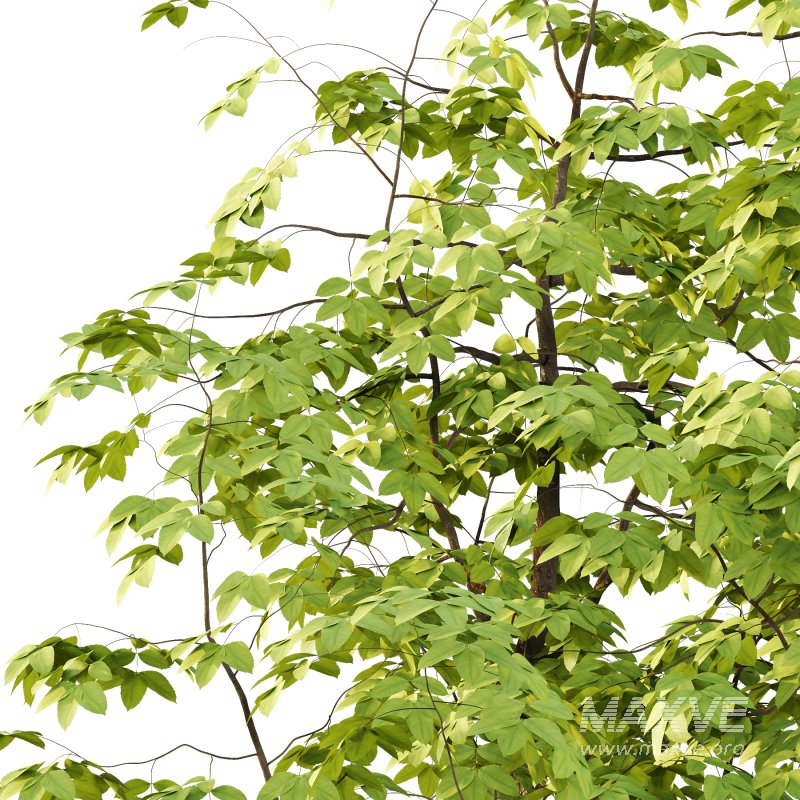 Fraxinus Rhynchophylla Tree 03 - Image 2