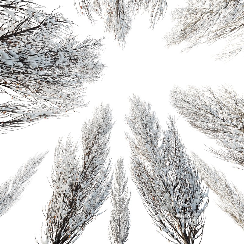 AV Plants Acer X freemanii Freeman Maple Sapindaceae Armstrong Winter Snow - Image 1