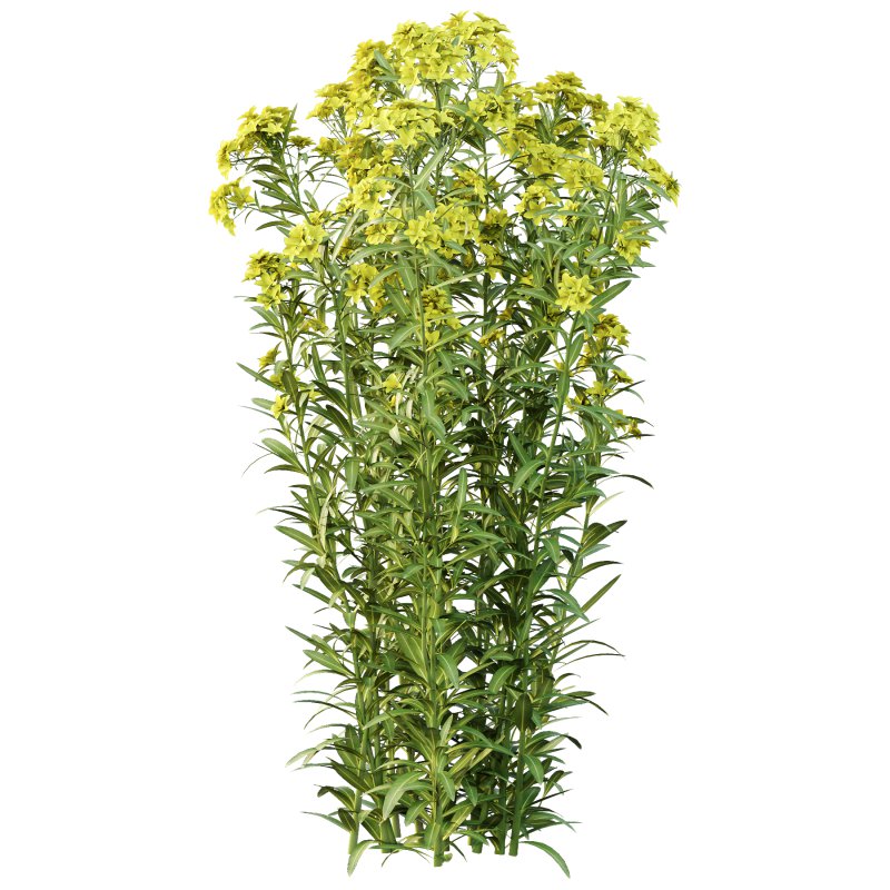 Euphorbia palustris Plant 05 - Image 2