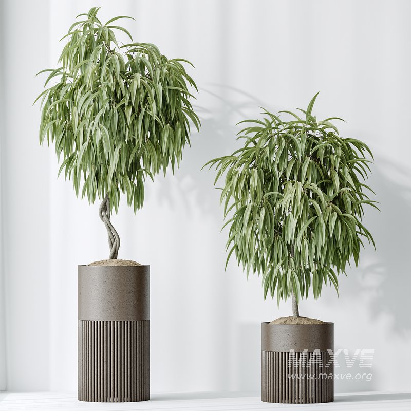 AV Indoor plants set 158 Europaea Olive Eucalyptu Joyplants and Ficus Binnendijkii Alii Maclellandii - Image 6