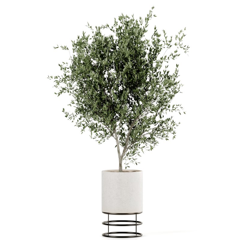 Indoor Plants set 165 - Image 4