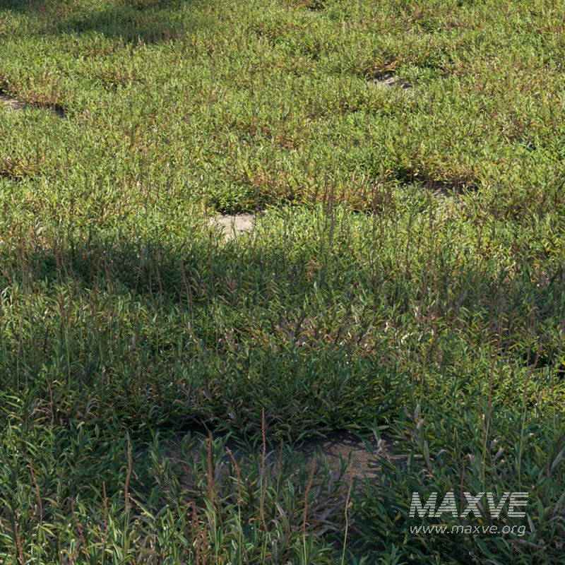 Eremochloa ophiuroides ¨C set 02 - Image 2