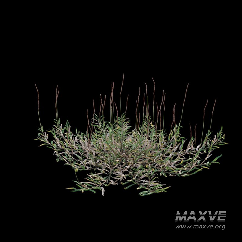 Eremochloa ophiuroides – wild - Image 7