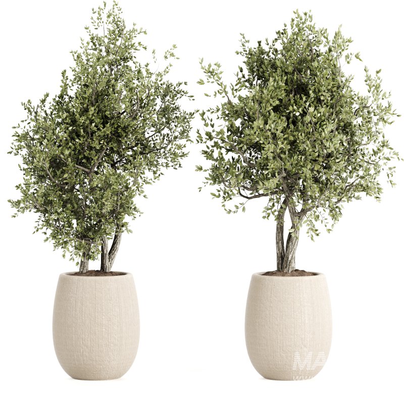 Indoor plants set161 - Image 3