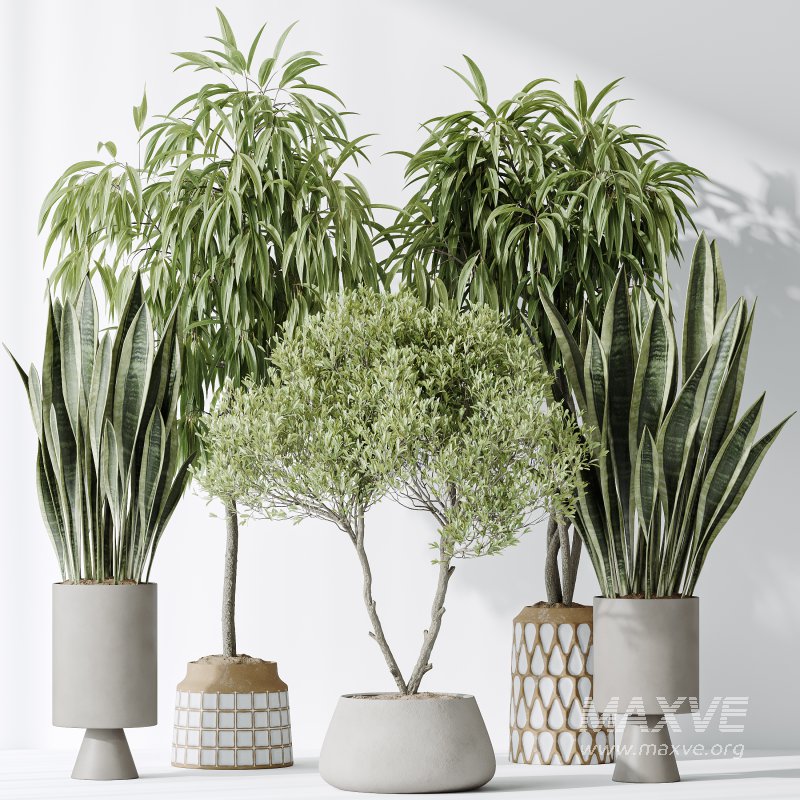 AV Indoor plants set 174 Ficus Binnendijkii and Mission Leccino Arbequina Olive and Snake Green Sansevieria - Image 9