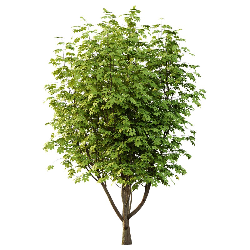 Fraxinus Rhynchophylla Tree 03 - Image 4