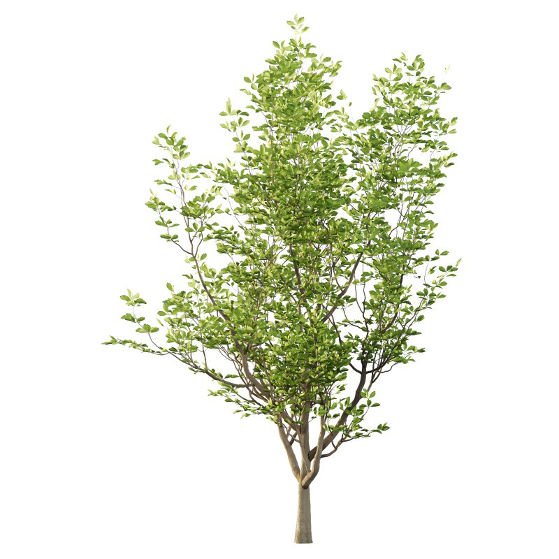 Fraxinus Rhynchophylla Tree 01 - Image 2