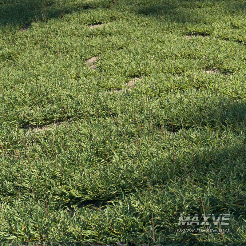 Eremochloa ophiuroides – set 01 - Image 1