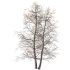 AV Plants Alnus Glutinosa Winter Snow Tree - Thumbnail 1