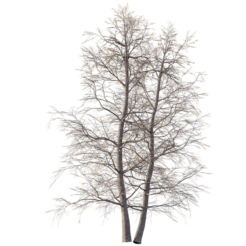 AV Plants Alnus Glutinosa Winter Snow Tree - Image 1
