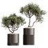 AV HousePlants Mission Kalamata Leccino Arbequina Wilsonii Chemlali Olive Set03 - Thumbnail 1