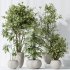AV Indoor plants set 166 Beech Olea Europaea Olive Eucalyptu and Elegant Monstera Deliciosa and Ficus Cyathistipula - Thumbnail 5