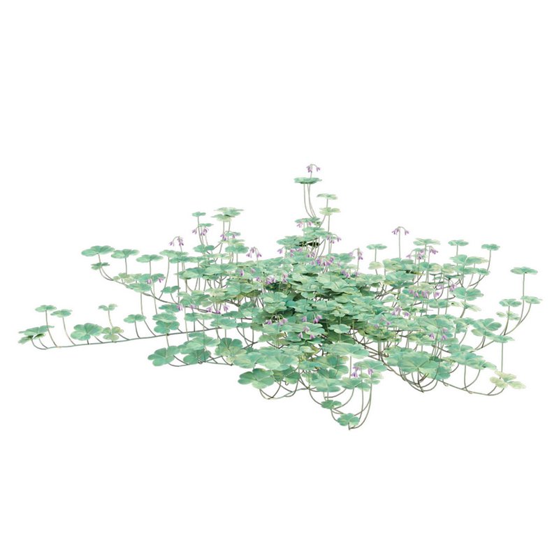 Trifolium ¨C Oxalidaceae 02 - Image 4