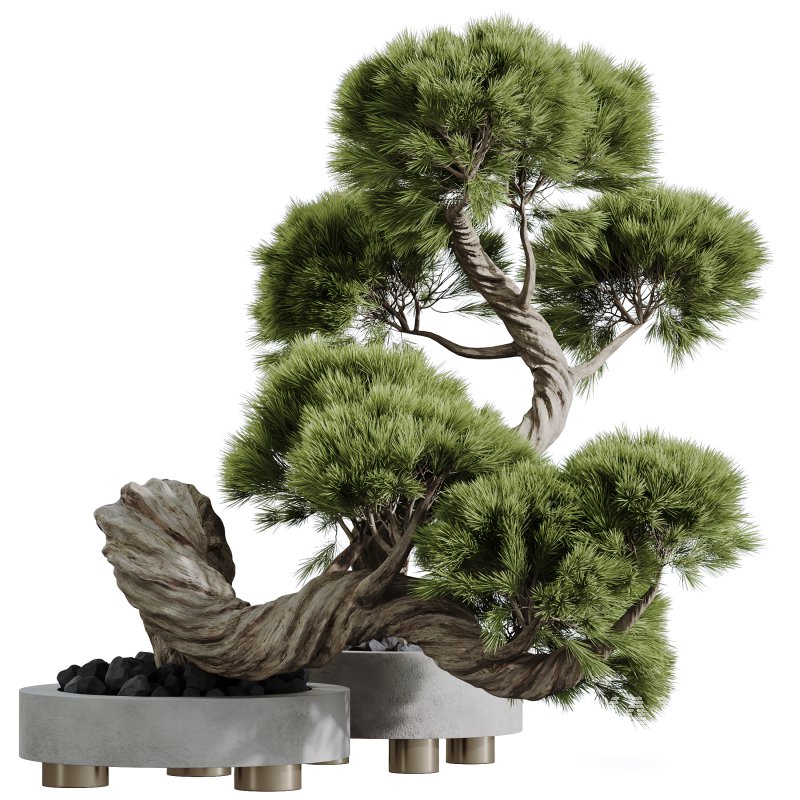 AV HousePlants set 169 Mission Kalamata Leccino Arbequina Wilsonii Chemlali - Image 3