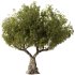 Olive Tree Set50 - Thumbnail 4