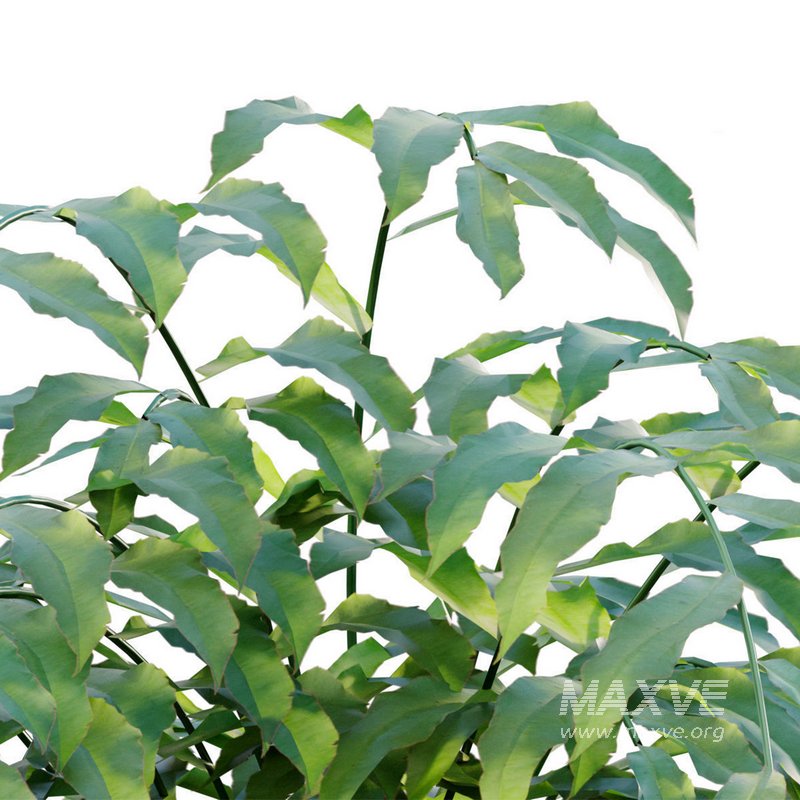 Coniogramme japonica – Fern - Image 2