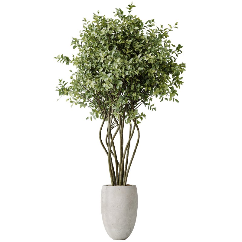 AV Indoor plants set 166 Beech Olea Europaea Olive Eucalyptu and Elegant Monstera Deliciosa and Ficus Cyathistipula - Image 1