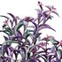 Tradescantia pallida ¨C Purple Heart - Thumbnail 2