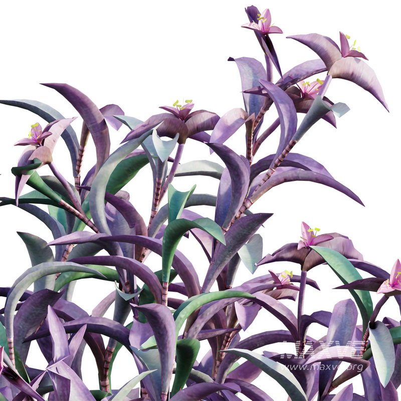 Tradescantia pallida ¨C Purple Heart - Image 2