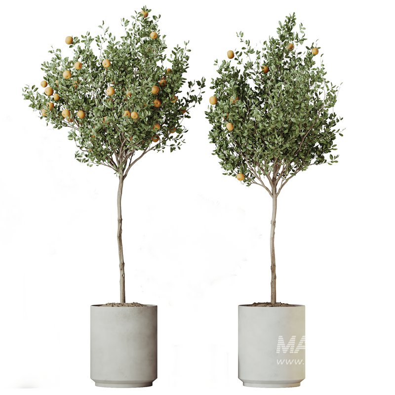 AV Indoor plants set 162 Mandarin Citrus Fruit Orange and Ficus Cyathistipula and Benjamina African Fig and Yucca Aloifolia Rostrata Palm - Image 2