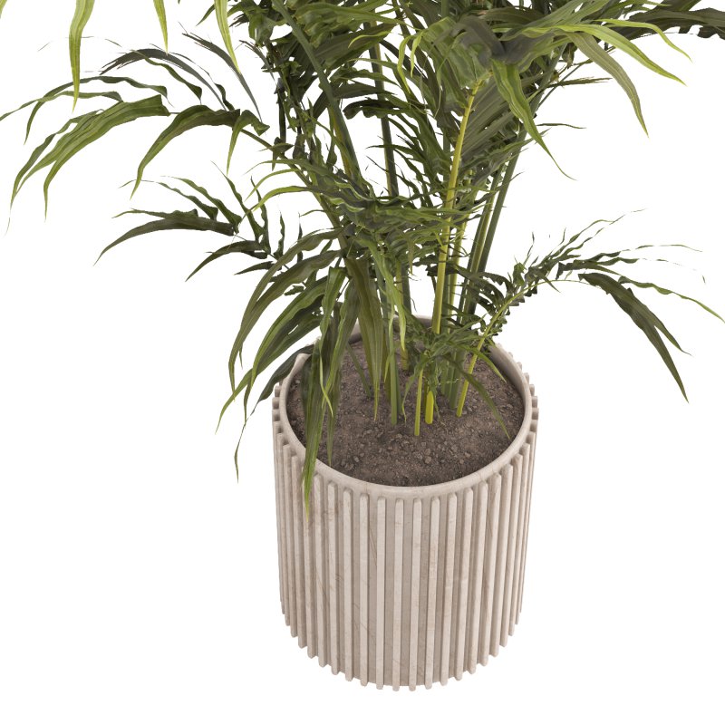 Indoor plant 02 - Image 4