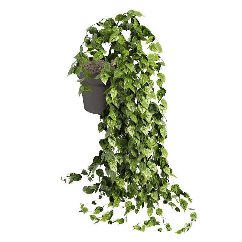 Long Ivy Plant Big Leaf - Image 4