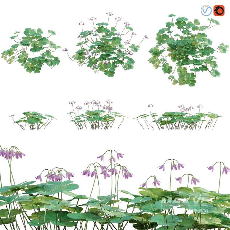 Trifolium ¨C Oxalidaceae 02 - Image 2