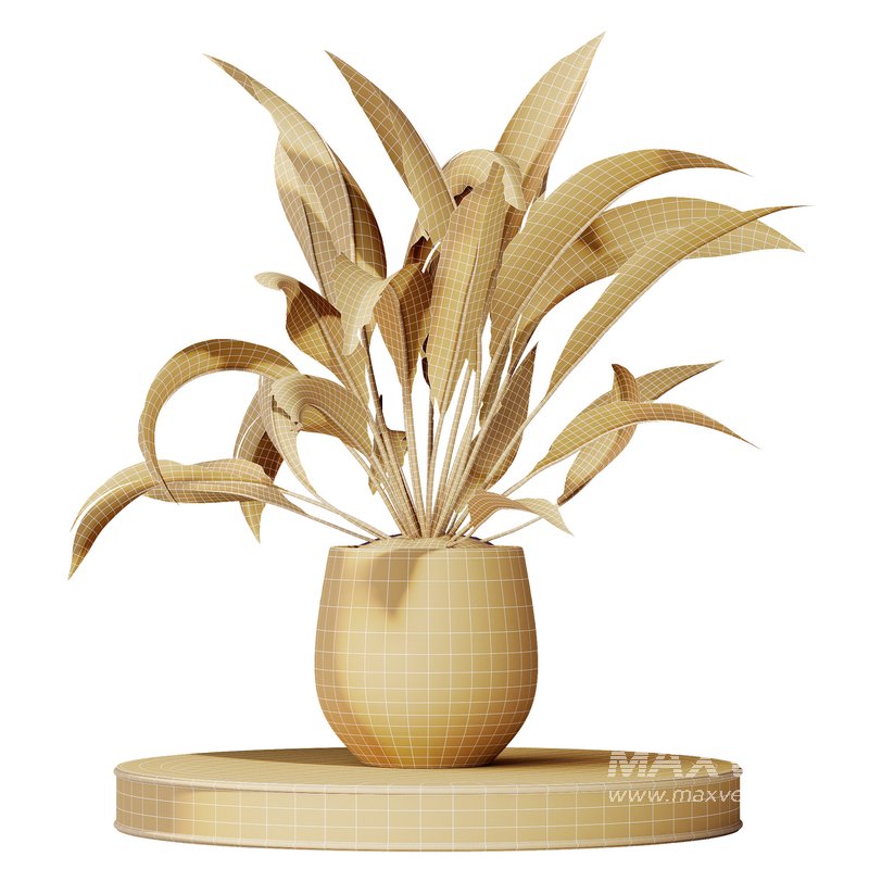 AV Indoor plants set 157 Mission Kalamata Chemlali Olive and Spathiphyllum Wallisii Bellini Peace Lily Domino - Image 11