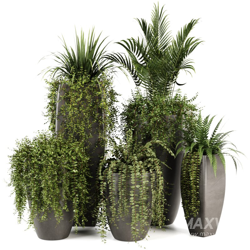 Indoorplants-Ivy plants in metal pot set-163 - Image 4