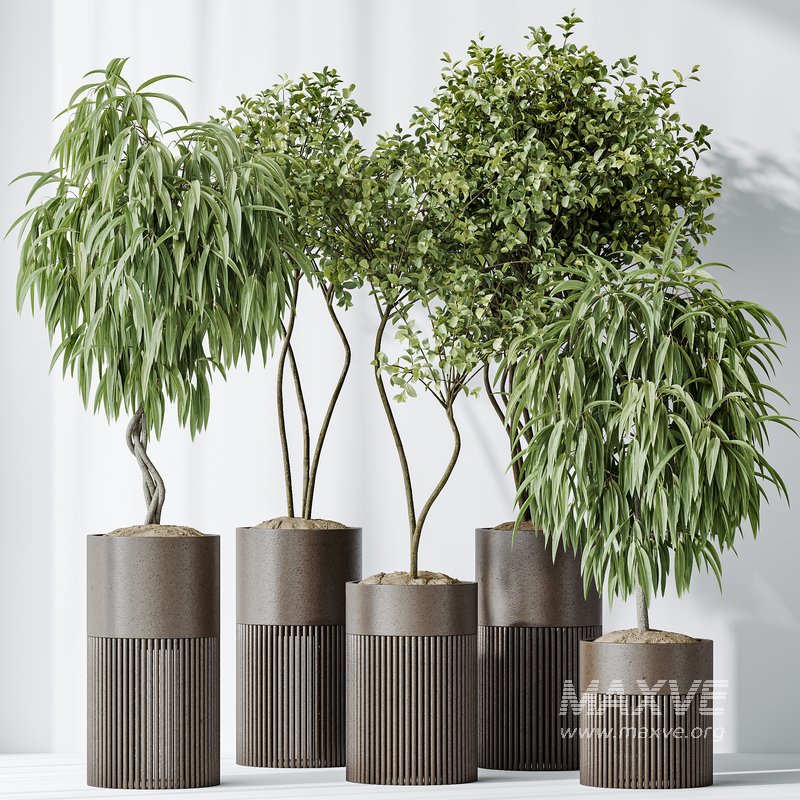 AV Indoor plants set 158 Europaea Olive Eucalyptu Joyplants and Ficus Binnendijkii Alii Maclellandii - Image 9