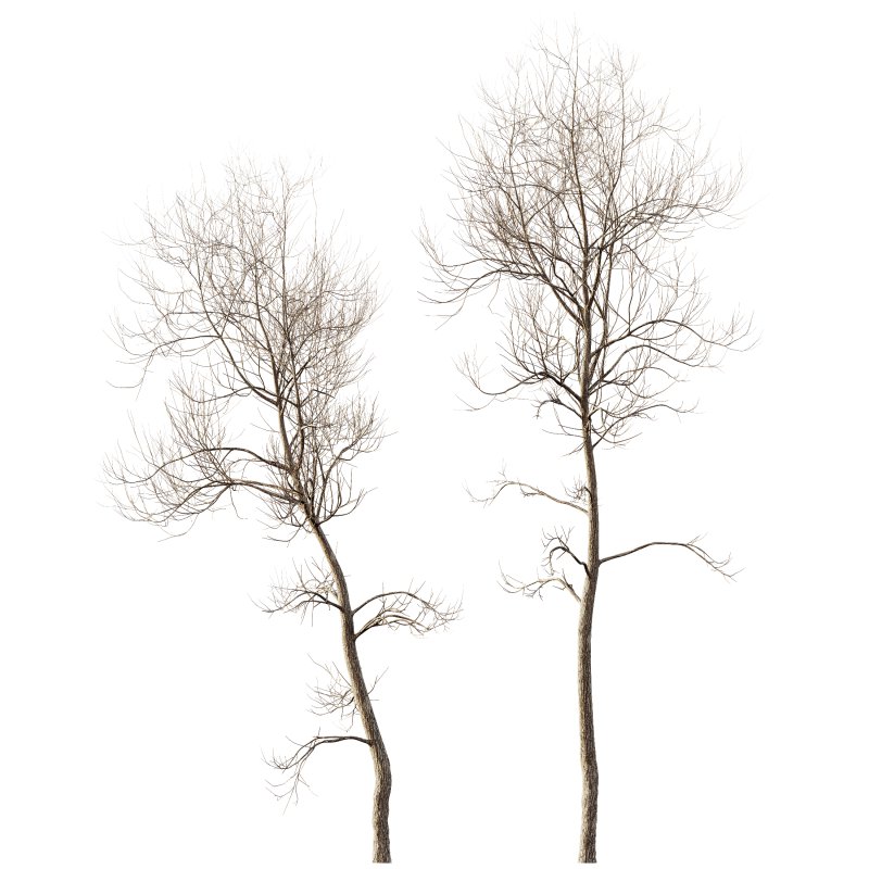 AV Plants Ash Tree Winter Snow Set02 - Image 1