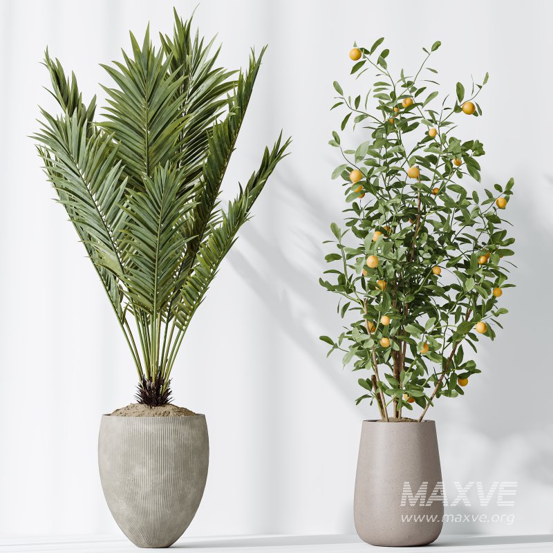 AV Indoor plants set 175 Areca Palm and Cunjevoi Alocasia Jardin and Mandarin Citrus Fruit Bonsai China Orange Tree - Image 5