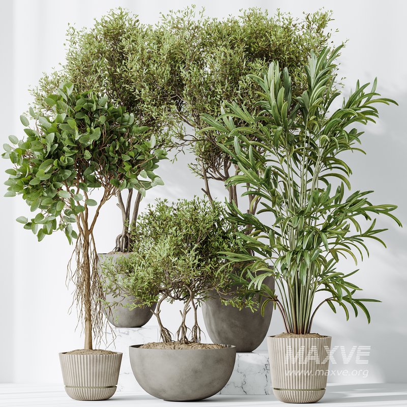 AV Indoor plants set 155 Mission Kalamata Wilsonii Olive and Ficus Benjamina African Fig and Lutescens Areca Palm - Image 8