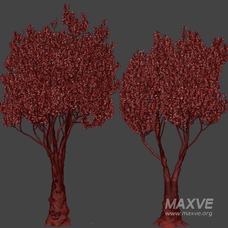 Olive Tree Set51 - Image 3