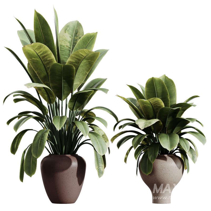AV Indoor plants set 171 Beech Olea Europaea Olive and Mission Arbequina Olive and Ficus Robusta Abidjan - Image 2
