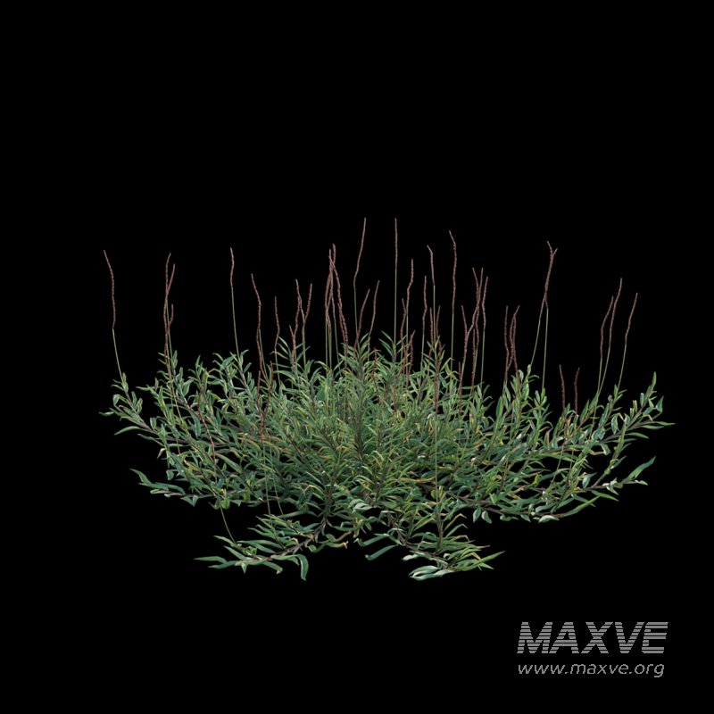 Eremochloa ophiuroides ¨C cut 03 - Image 3