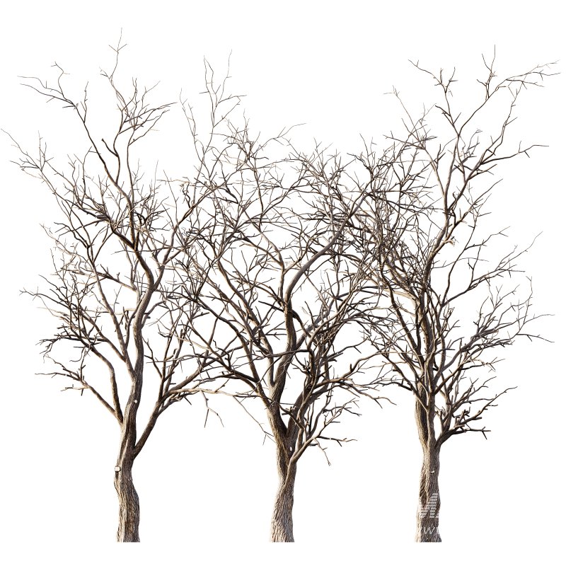 AV Winter Dry Tree - Image 3