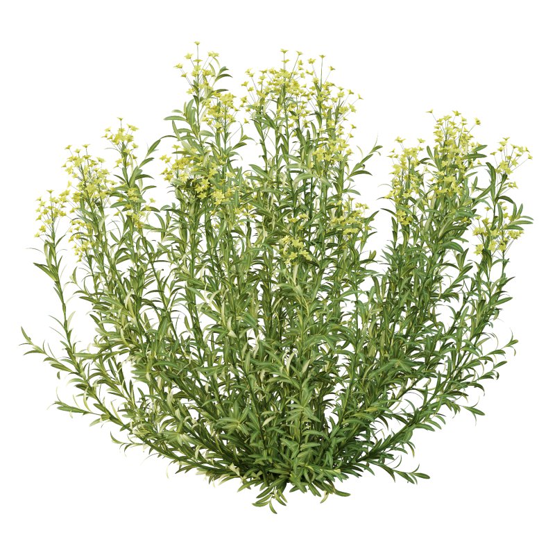 Euphorbia palustris Plant 01 - Image 2