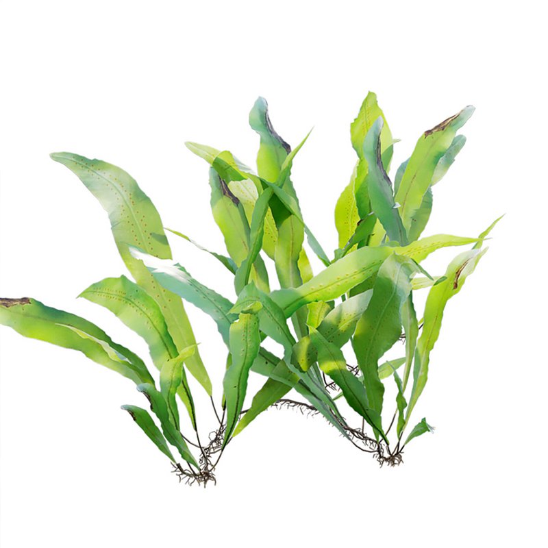 Neolepisorus fortunei - Image 5