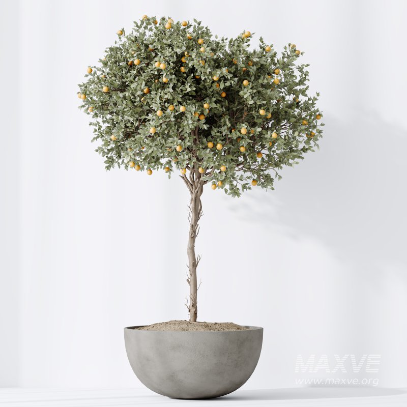 Av House Plants Mandarin Citrus Fruit Orange - Image 3